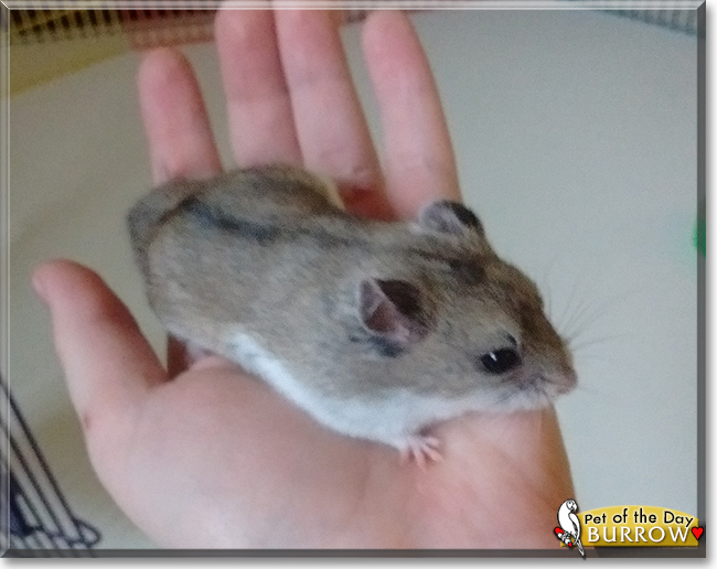 Burrow the Chinese Hamster, the Pet of the Day
