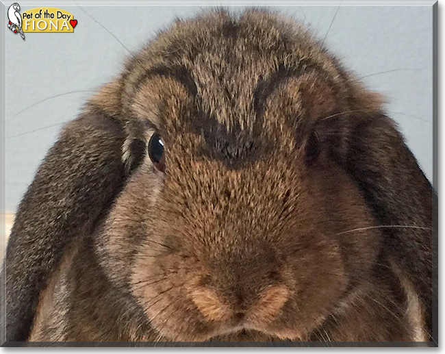 Fiona the Holland Lop Rabbit, the Pet of the Day Fiona the Holland Lop Rabbit, the Pet of the Day