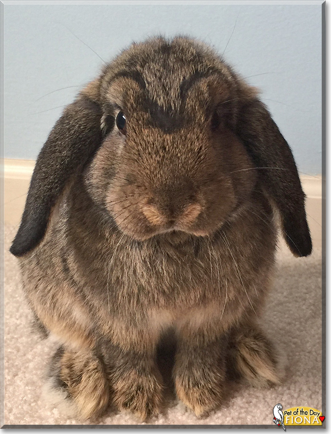 Fiona the Holland Lop Rabbit, the Pet of the Day