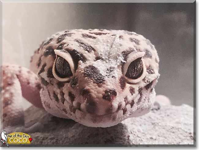 Coco the Leopard Gecko, the Pet of the Day