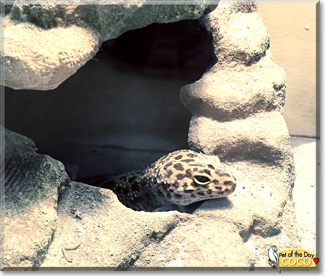 Coco the Leopard Gecko, the Pet of the Day