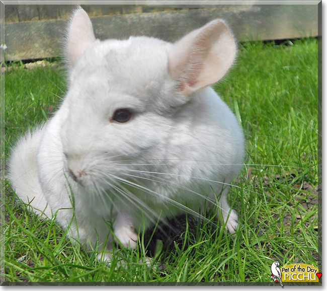 Picchu the Chinchilla, the Pet of the Day Picchu the Chinchilla, the Pet of the Day