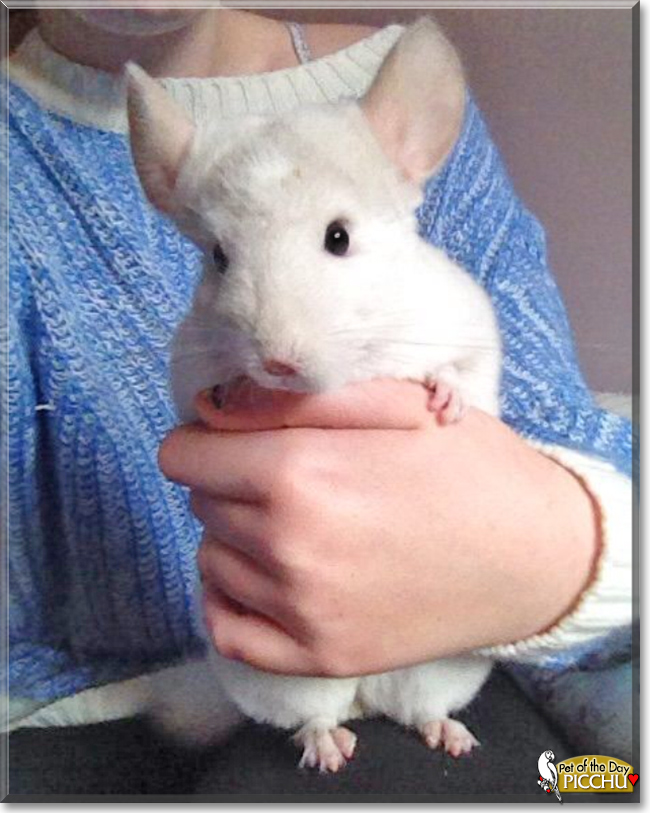 Picchu the Chinchilla, the Pet of the Day