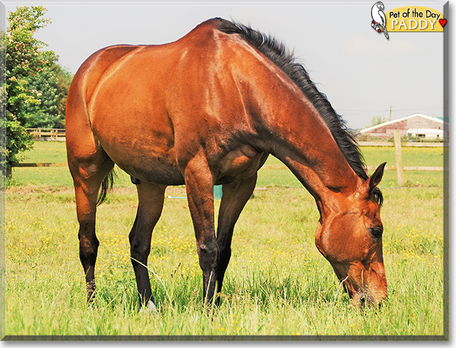 Paddy the Thoroughbred Horse, the Pet of the Day