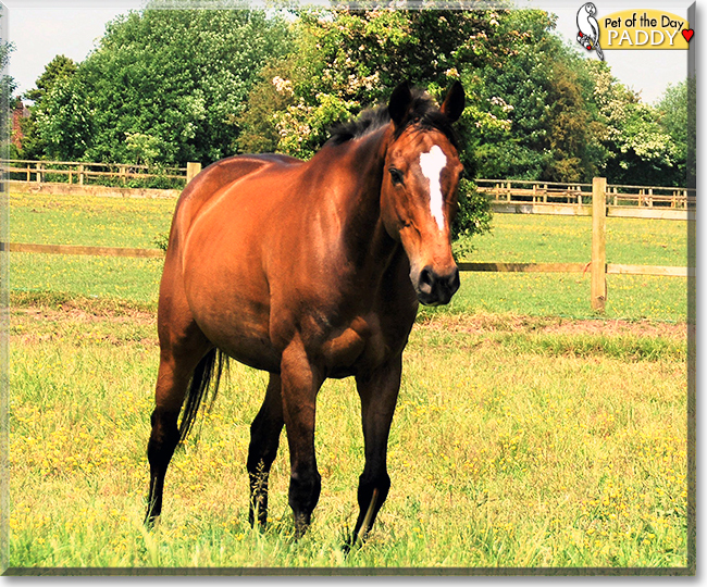Paddy the Thoroughbred Horse, the Pet of the Day