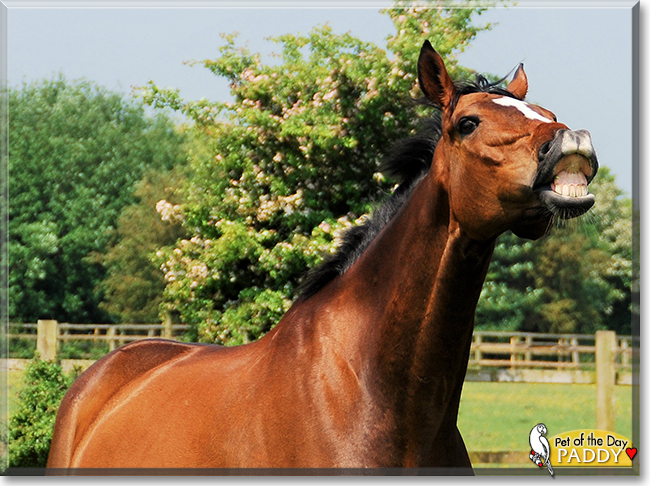 Paddy the Thoroughbred Horse, the Pet of the Day