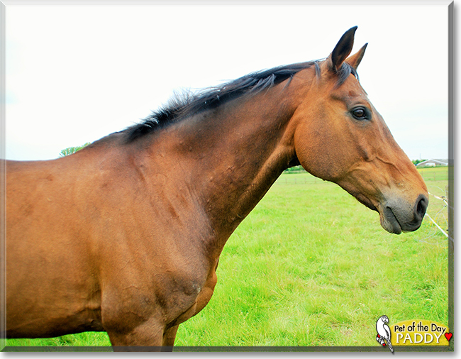 Paddy the Thoroughbred Horse, the Pet of the Day Paddy the Thoroughbred Horse, the Pet of the Day
