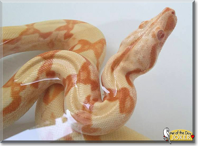 Joker the Boa Constrictor, the Pet of the Day Joker the Boa Constrictor, the Pet of the Day