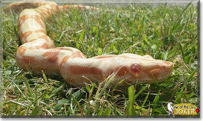 Joker the Boa Constrictor, the Pet of the Day