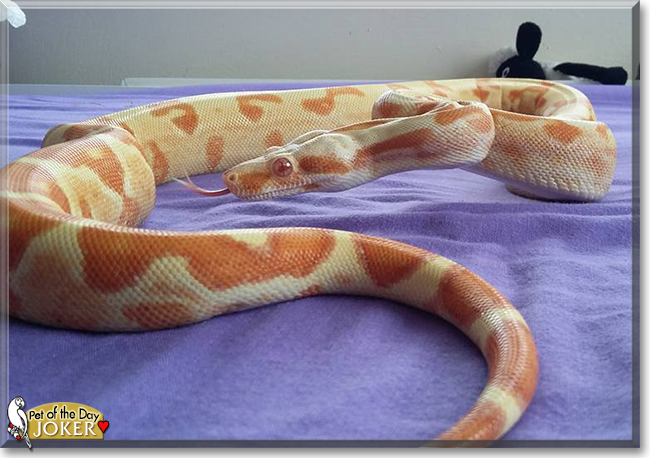 Joker the Boa Constrictor, the Pet of the Day