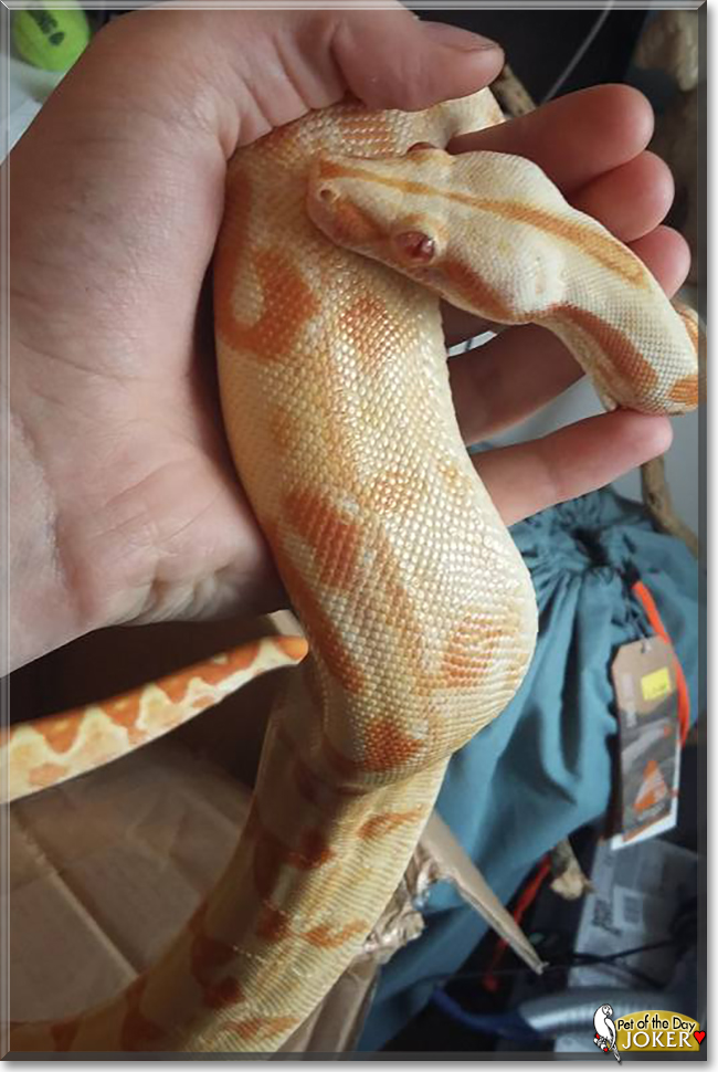 Joker the Boa Constrictor, the Pet of the Day