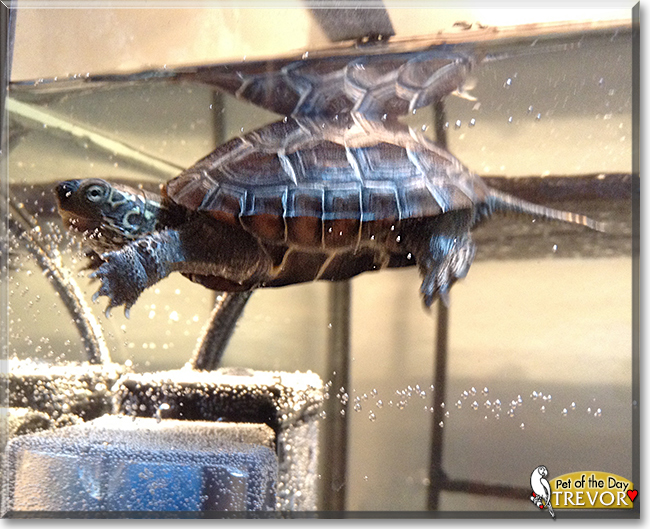 Trevor the Reeves Turtle, the Pet of the Day Trevor the Reeves Turtle, the Pet of the Day