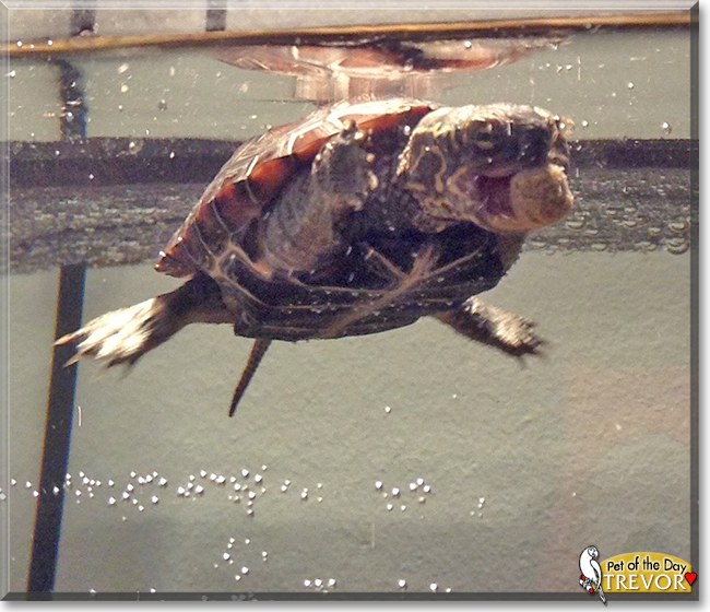 Trevor the Reeves Turtle, the Pet of the Day