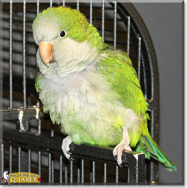 Quaker the Quaker Parrot, the Pet of the Day Quaker the Quaker Parrot, the Pet of the Day