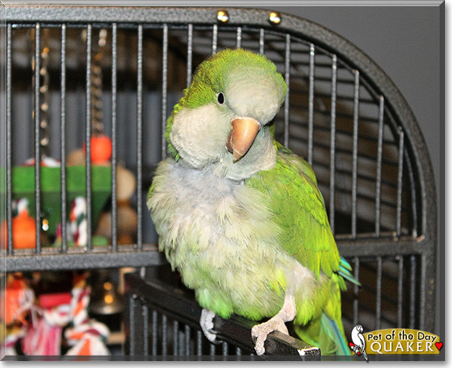 Quaker the Quaker Parrot, the Pet of the Day