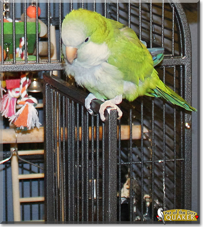 Quaker the Quaker Parrot, the Pet of the Day