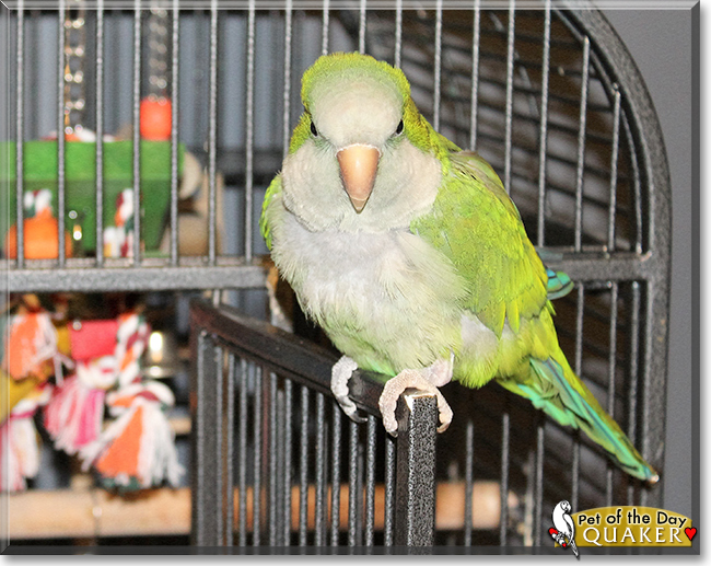 Quaker the Quaker Parrot, the Pet of the Day