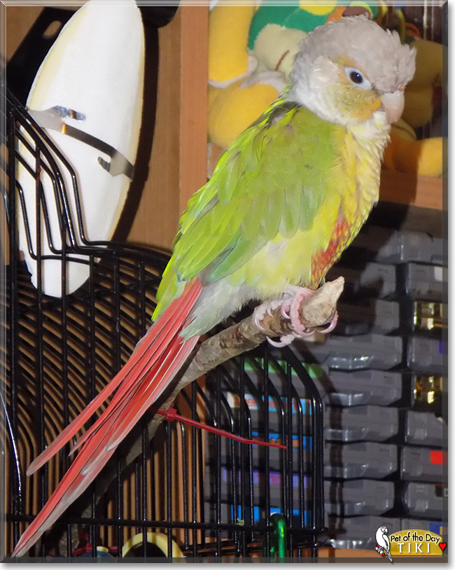 Tiki the Pineapple Green Cheek Conure, the Pet of the Day