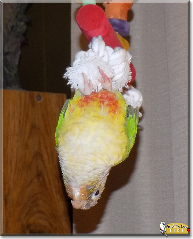 Tiki the Pineapple Green Cheek Conure, the Pet of the Day