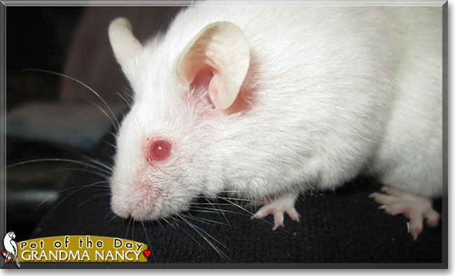 Grandma Nancy the Fancy Mouse, the Pet of the Day
