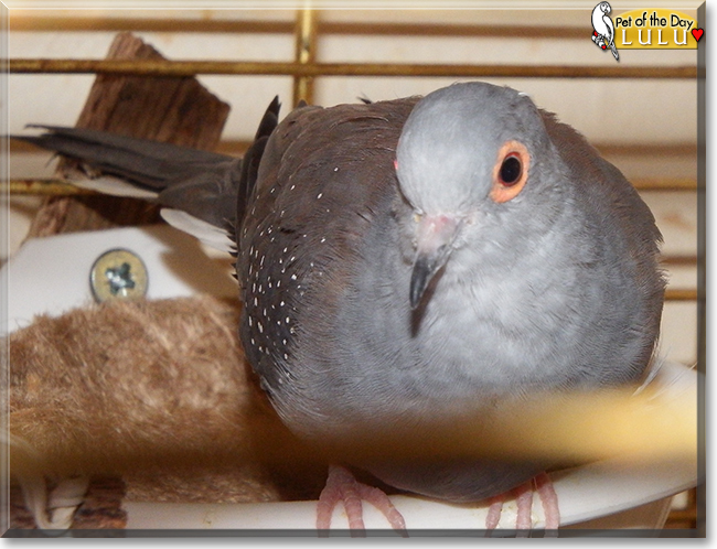 Lulu the Diamond Dove, the Pet of the Day