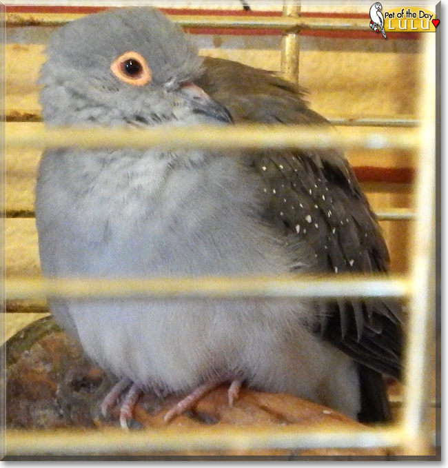Lulu the Diamond Dove, the Pet of the Day