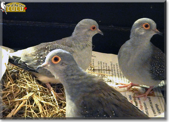 Lulu the Diamond Dove, the Pet of the Day