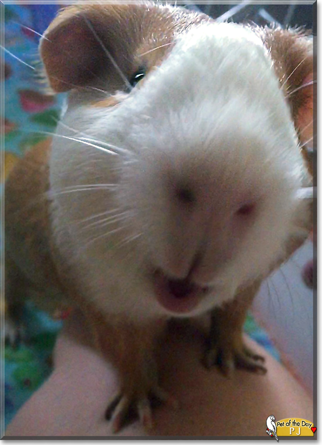 PJ the Guinea Pig, the Pet of the Day PJ the Guinea Pig, the Pet of the Day