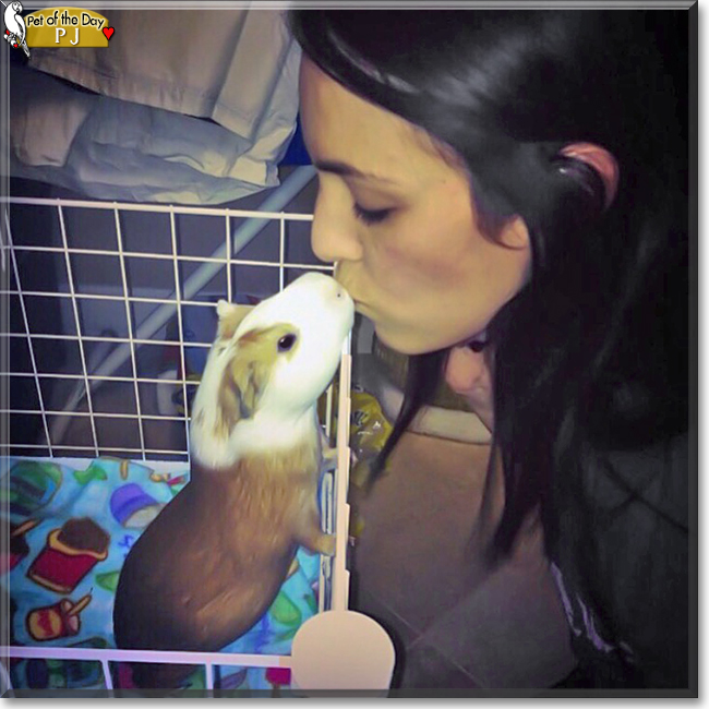 PJ the Guinea Pig, the Pet of the Day