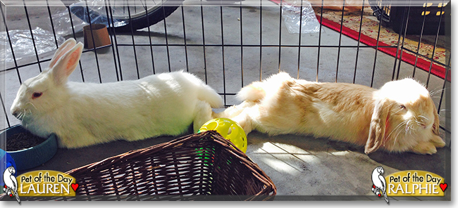 Lauren and Ralphie the Rabbits, the Pet of the Day
