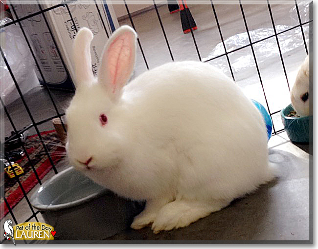 Lauren and Ralphie the Rabbits, the Pet of the Day