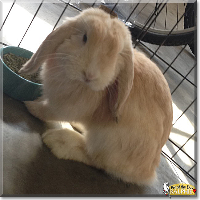 Lauren and Ralphie the Rabbits, the Pet of the Day