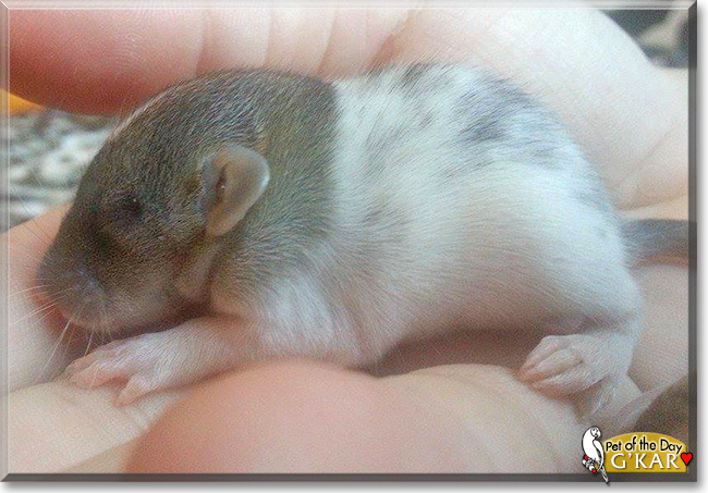 G'Kar the Fancy Rat, the Pet of the Day G'Kar the Fancy Rat, the Pet of the Day