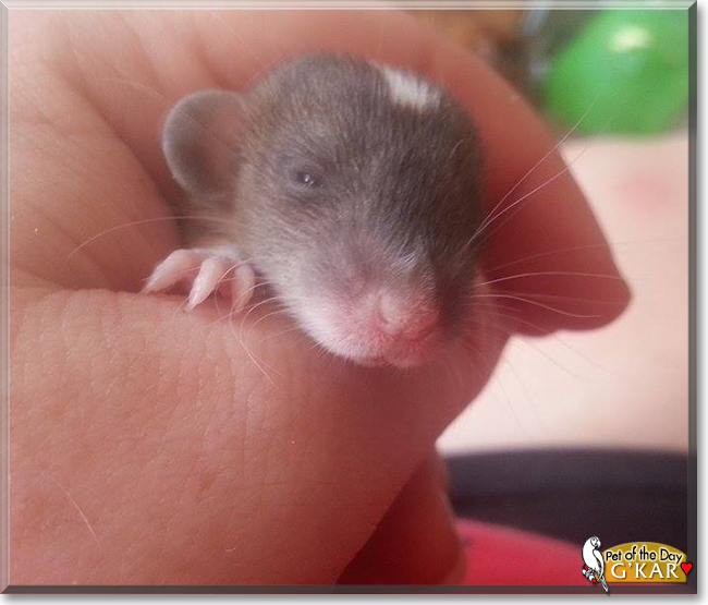 G'Kar the Fancy Rat, the Pet of the Day