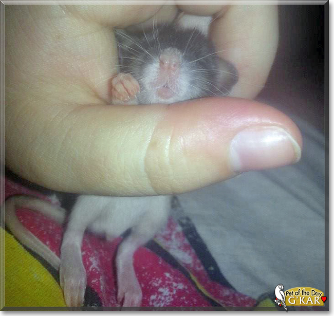 G'Kar the Fancy Rat, the Pet of the Day