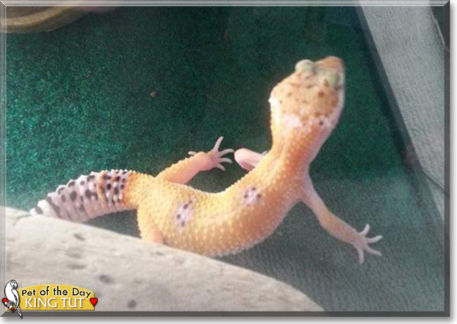 King Tut the Leopard Gecko, the Pet of the Day