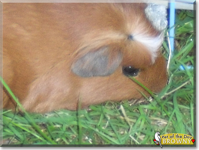 Browny the Crested Guinea Pig, the Pet of the Day