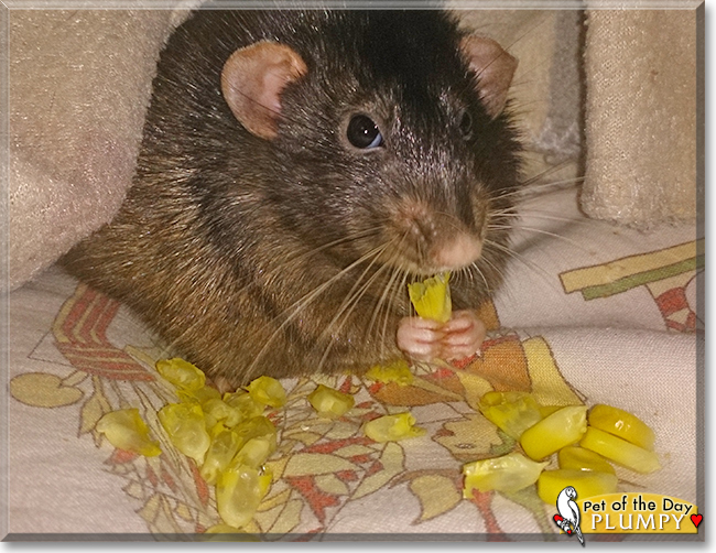 Plumpy the Dumbo Rat, the Pet of the Day Plumpy the Dumbo Rat, the Pet of the Day