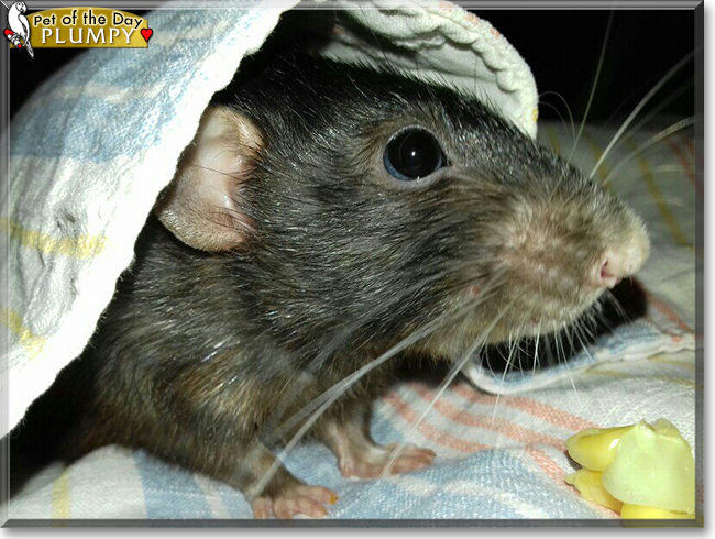 Plumpy the Dumbo Rat, the Pet of the Day