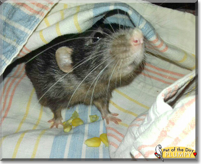 Plumpy the Dumbo Rat, the Pet of the Day
