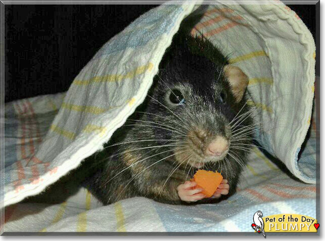 Plumpy the Dumbo Rat, the Pet of the Day