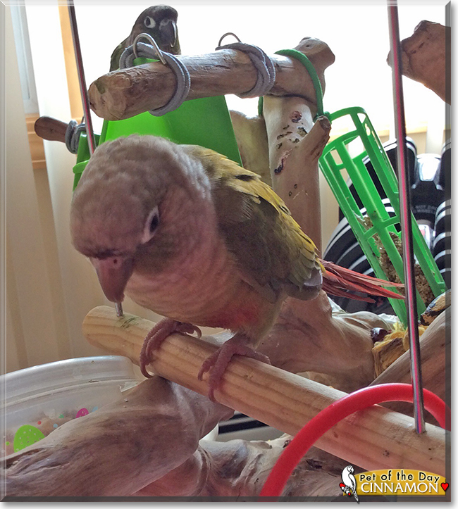 Cinnamon the Cinnamon Green Cheek Conure, the Pet of the Day