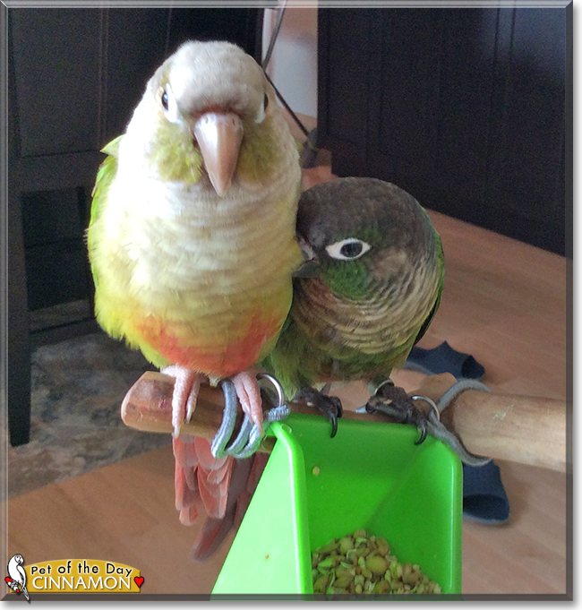 Cinnamon the Cinnamon Green Cheek Conure, the Pet of the Day