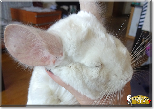 Dia the Chinchilla, the Pet of the Day