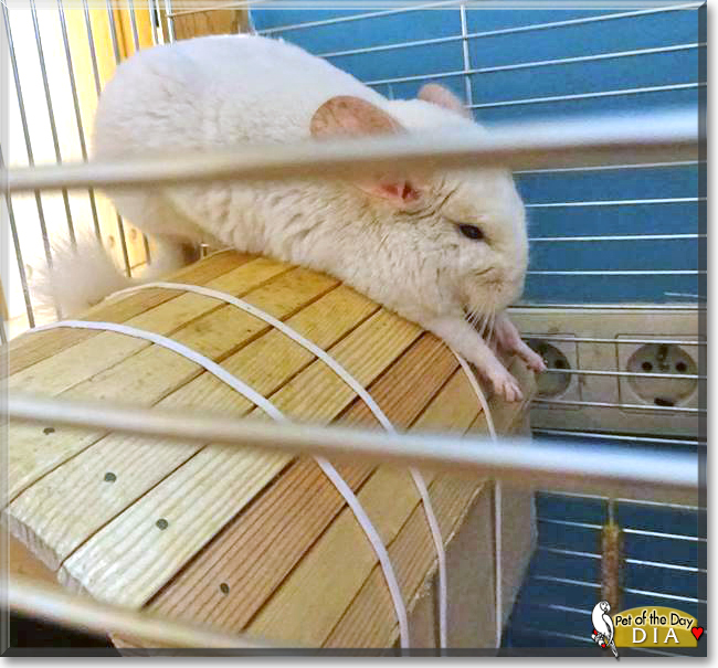 Dia the Chinchilla, the Pet of the Day Dia the Chinchilla, the Pet of the Day