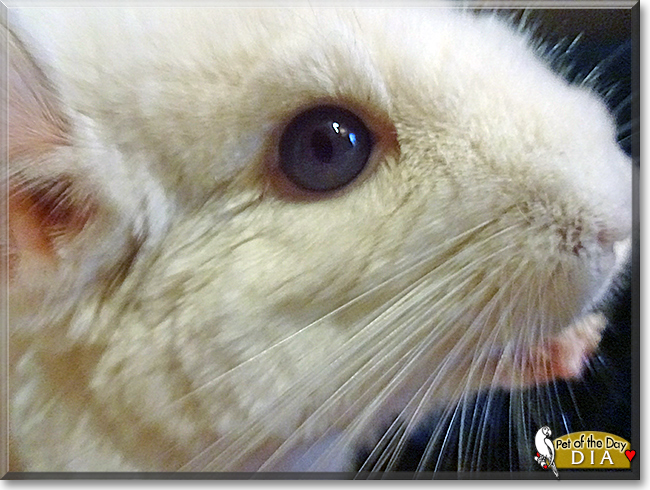 Dia the Chinchilla, the Pet of the Day
