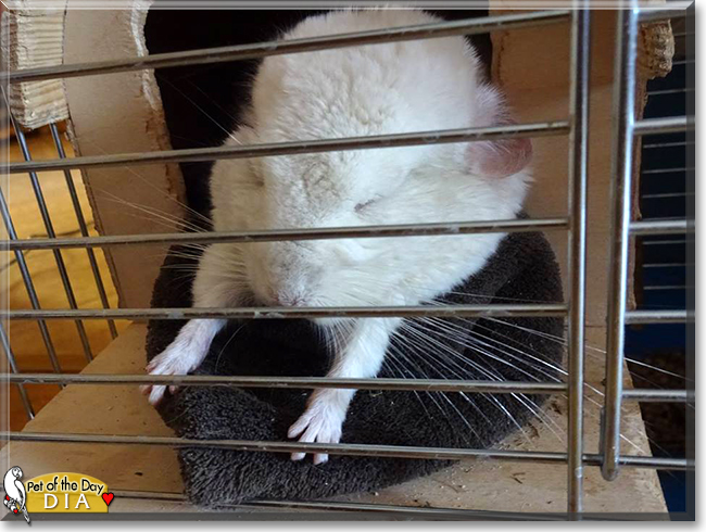 Dia the Chinchilla, the Pet of the Day