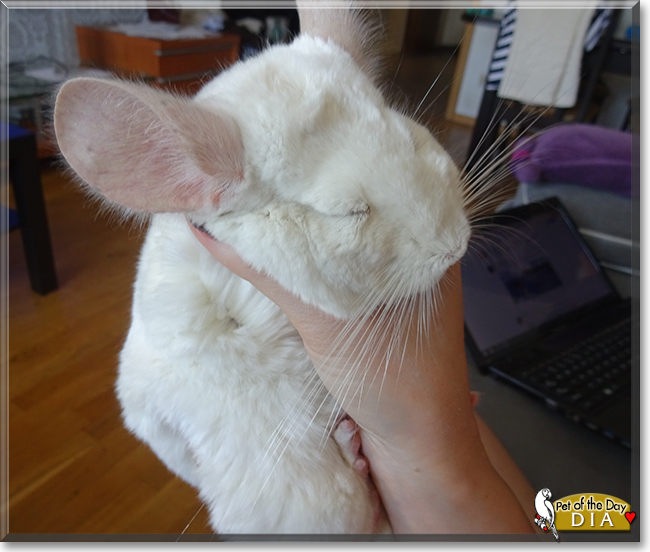 Dia the Chinchilla, the Pet of the Day