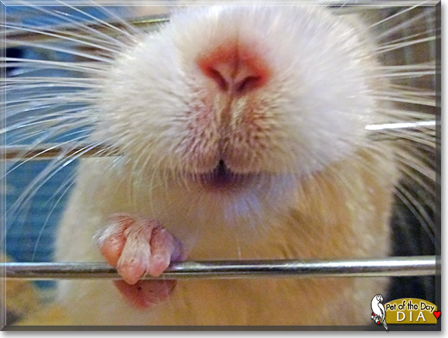 Dia the Chinchilla, the Pet of the Day