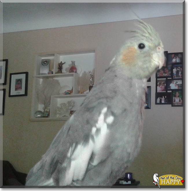 Happy the Cockatiel, the Pet of the Day